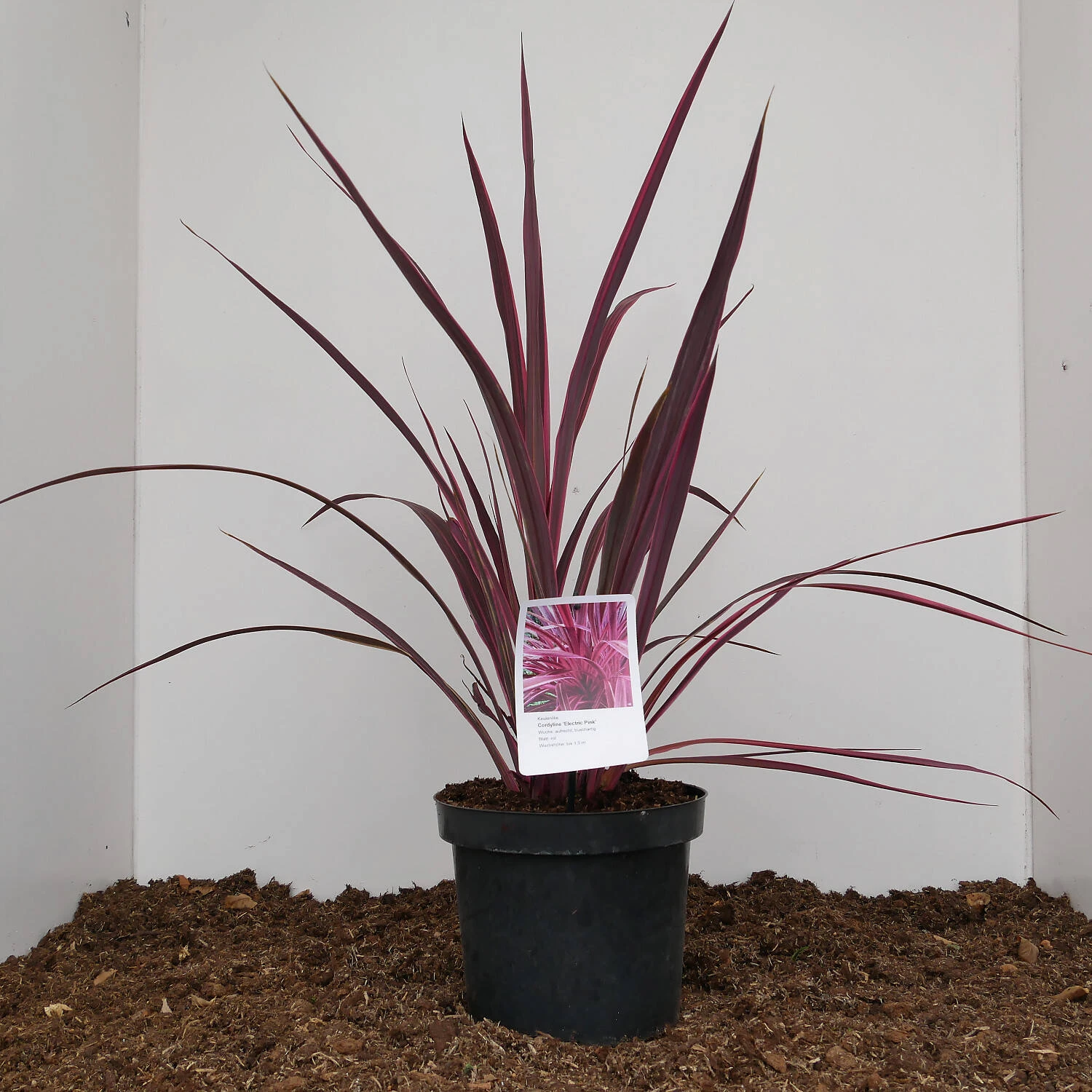 Cordyline Banksii 'Electric Pink' 1 Cordyline Banksii 'Electric Pink'