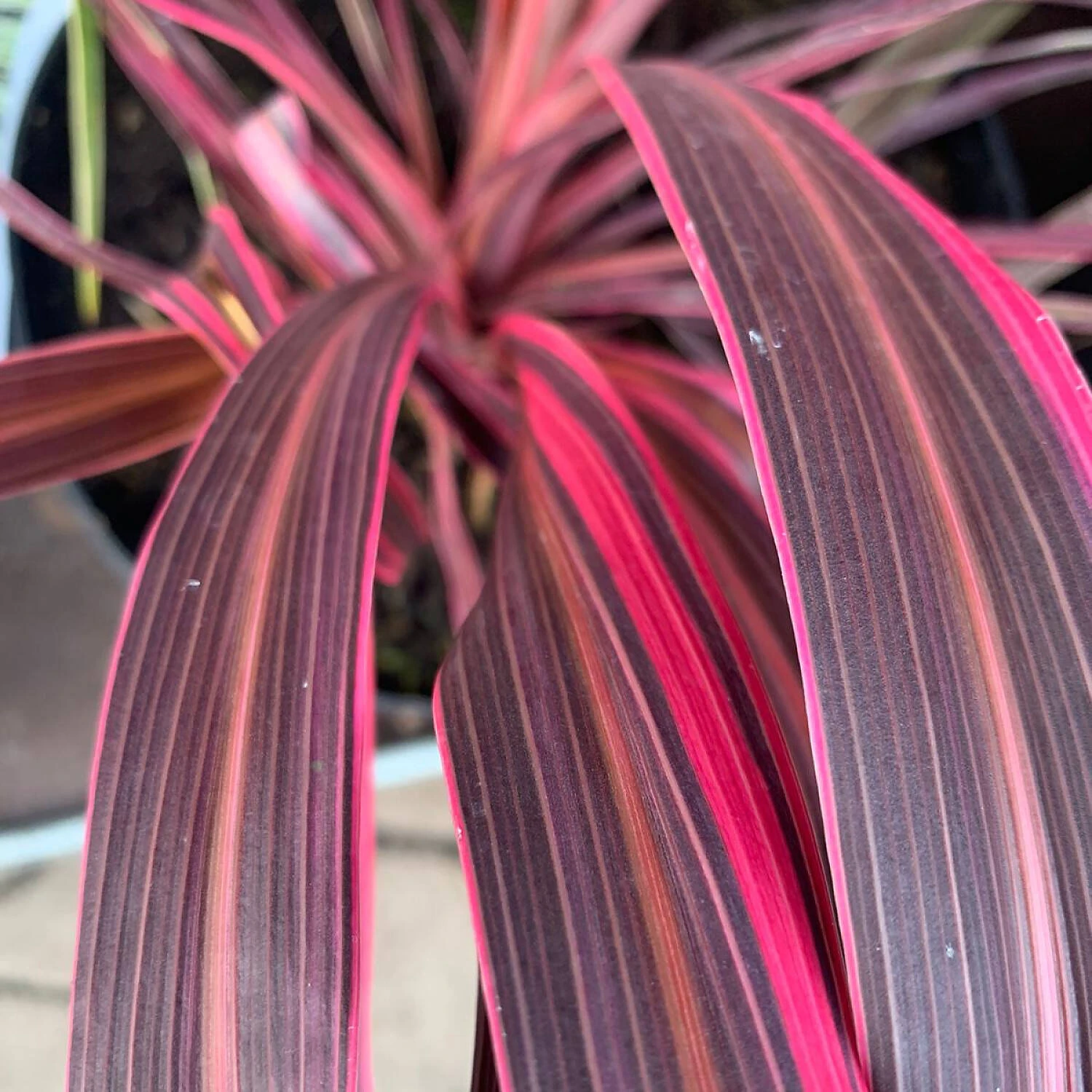 Cordyline Banksii 'Electric Pink' 2 Cordyline Banksii 'Electric Pink' – Bild 2