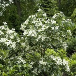 Cornus Kousa Chinensis 'China Girl'