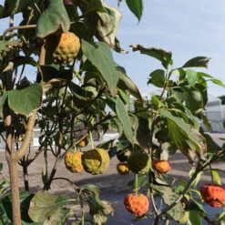 Cornus Kousa Chinensis 'China Girl' 5 Cornus Kousa Chinensis 'China Girl' -Seeds and Fertilizers Geschäft cornus kousa chinensis china girl3