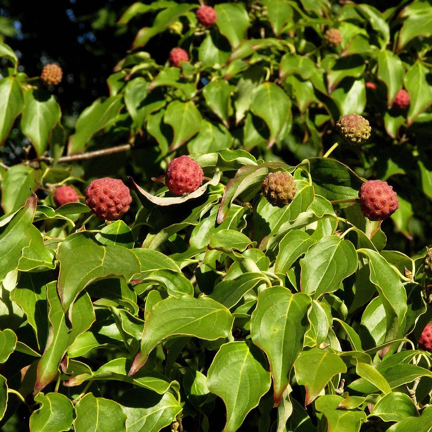 Cornus Kousa Chinensis 'Schmetterling' 1 Cornus Kousa Chinensis 'Schmetterling'