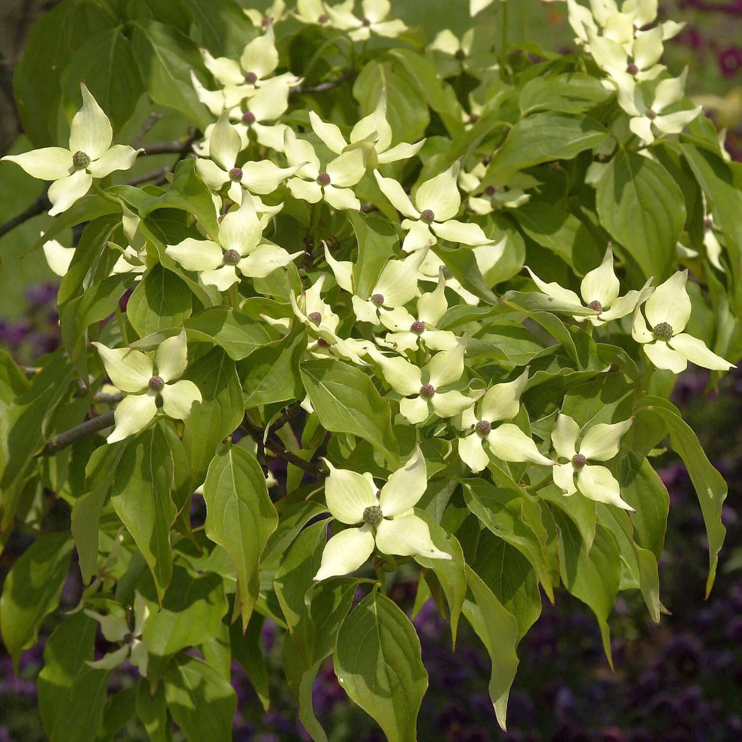 Cornus Kousa Chinensis 'Schmetterling' 2 Cornus Kousa Chinensis 'Schmetterling' – Bild 2