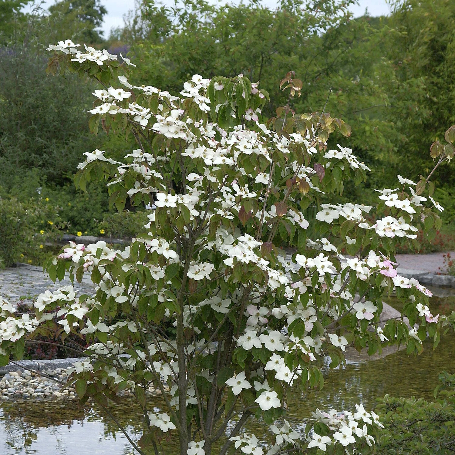 Cornus Kousa Chinensis 'Teutonia' 1 Cornus Kousa Chinensis 'Teutonia'