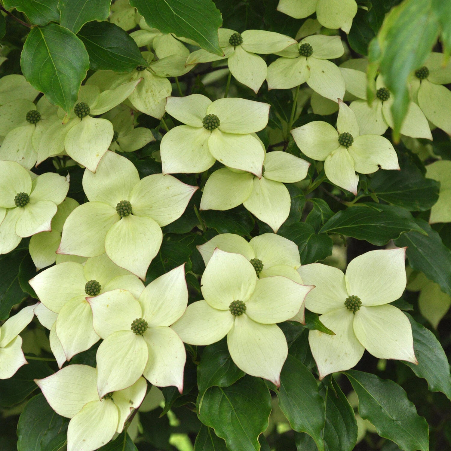 Cornus Kousa Chinensis 'Wieting's Select' 1 Cornus Kousa Chinensis 'Wieting's Select'