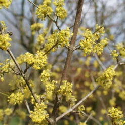 Cornus Mas