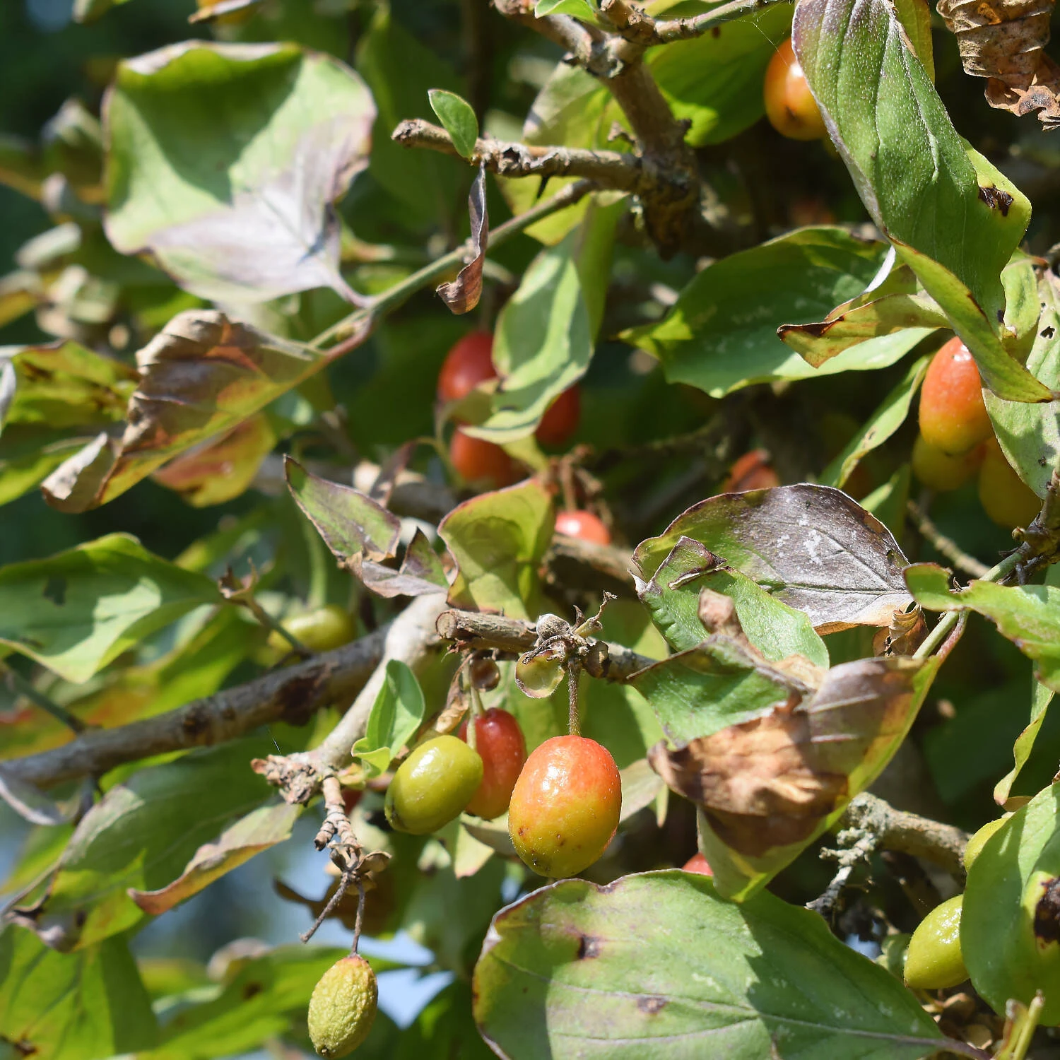 Cornus Mas 2 Cornus Mas – Bild 2