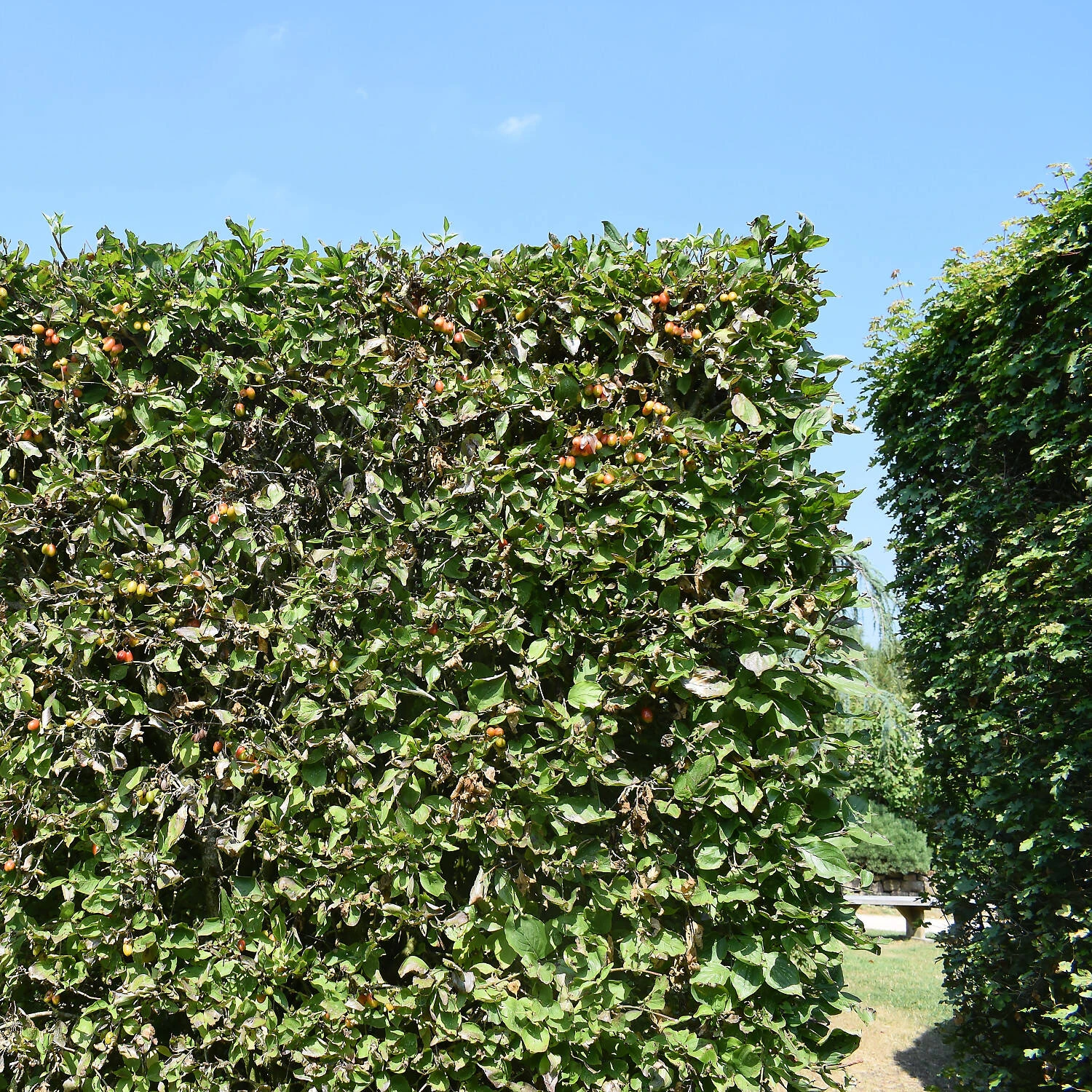 Cornus Mas 3 Cornus Mas – Bild 3