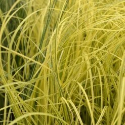 Cortaderia Selloana 'Splendid Star'