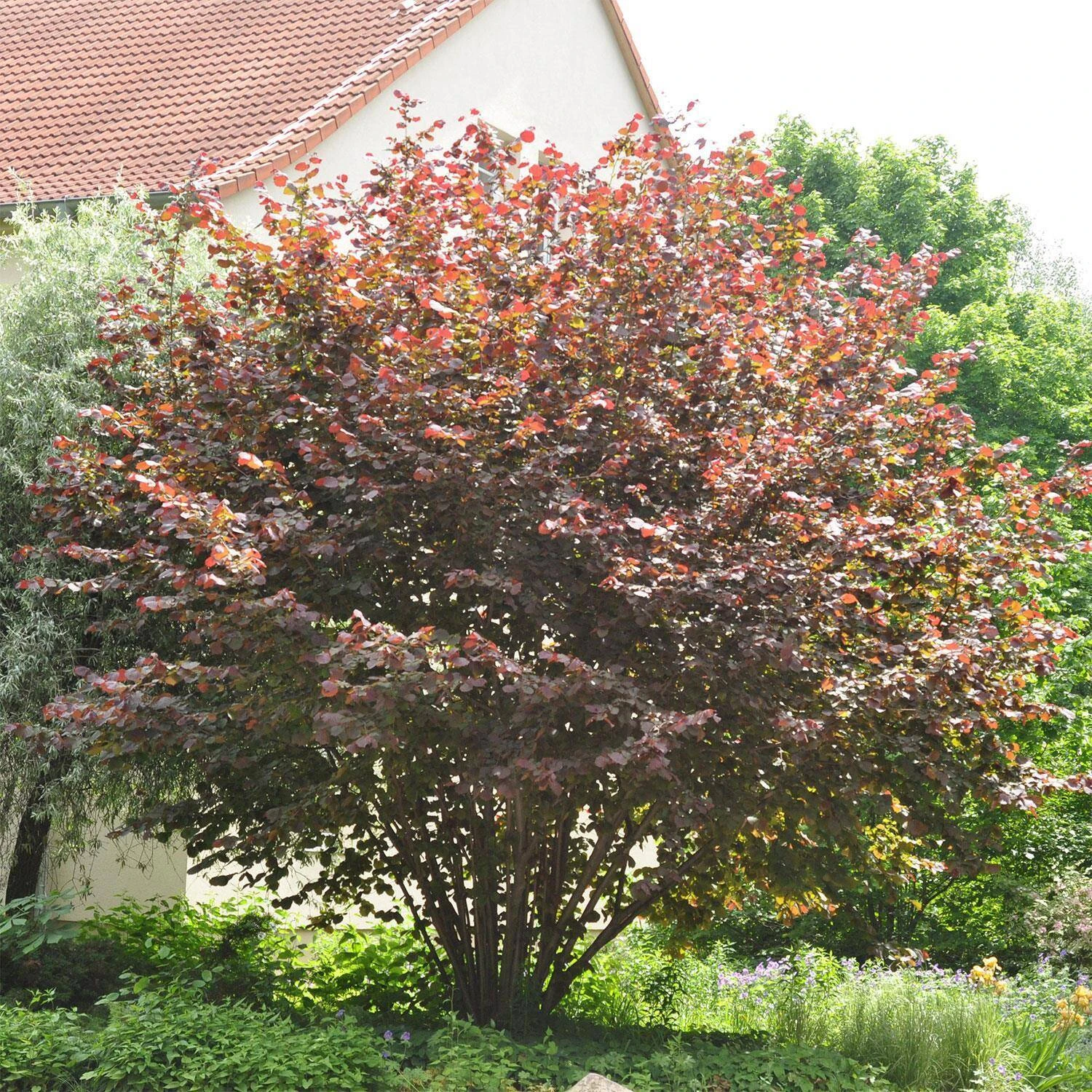 Corylus Maxima 'Purpurea' 1 Corylus Maxima 'Purpurea'