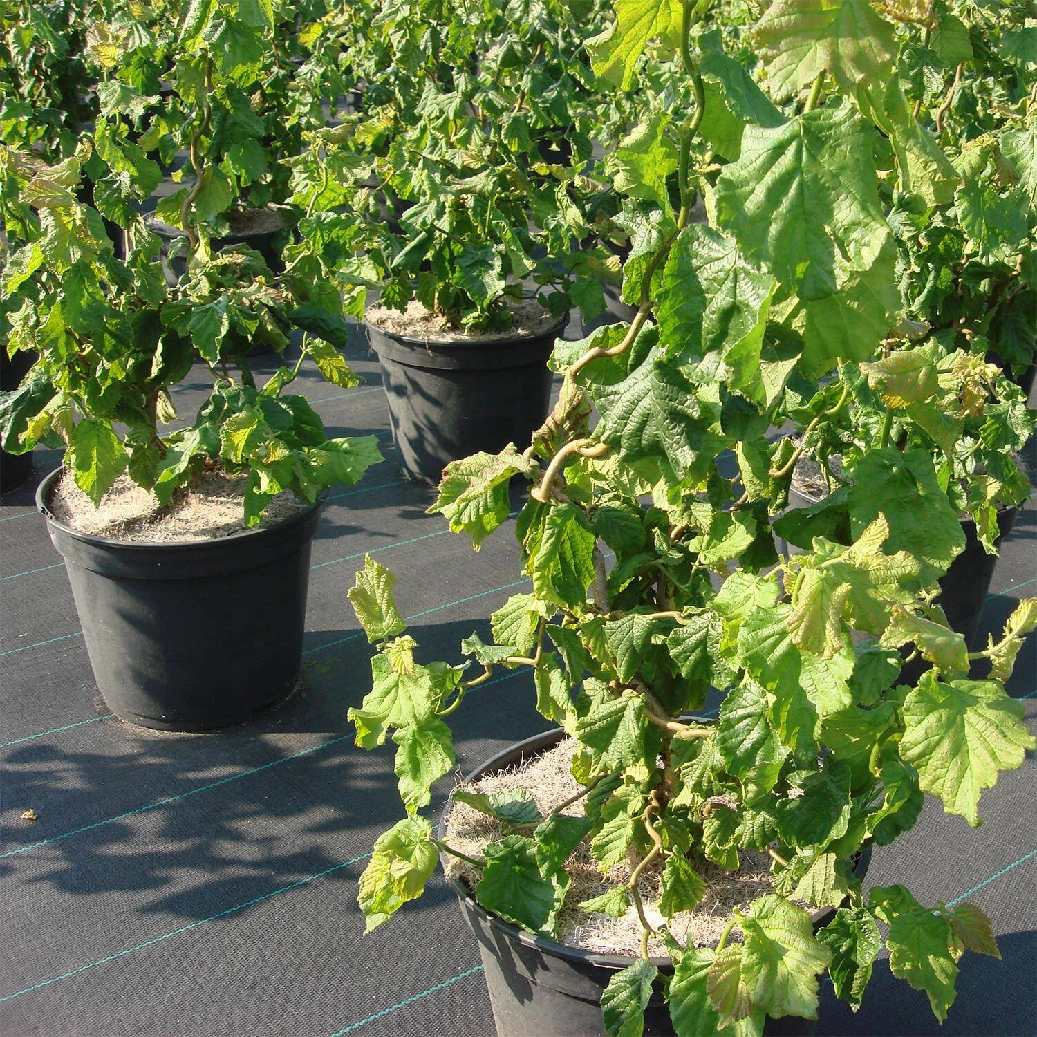 Corylus Avellana 'Twister -Scooter' 1 Corylus Avellana 'Twister -Scooter'