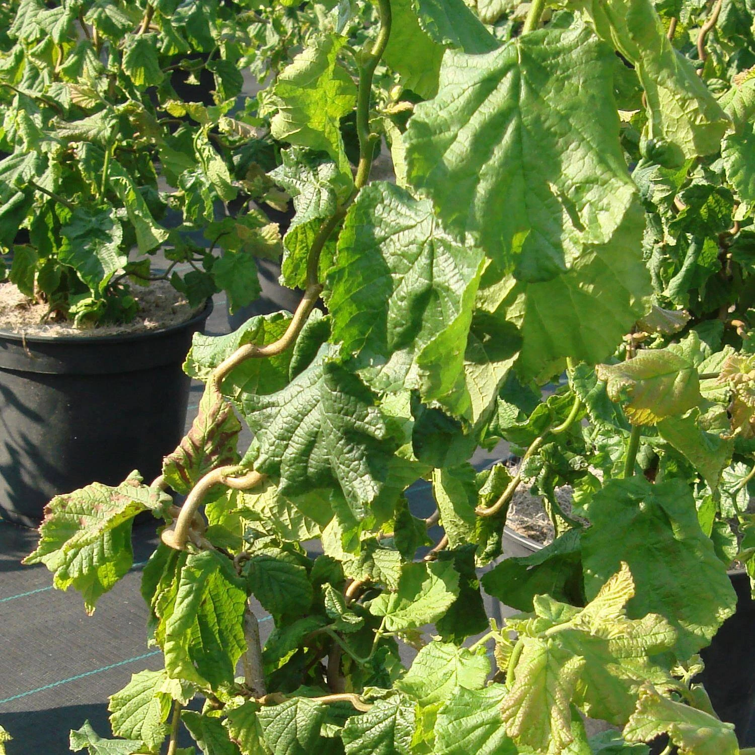 Corylus Avellana 'Twister -Scooter' 2 Corylus Avellana 'Twister -Scooter' – Bild 2