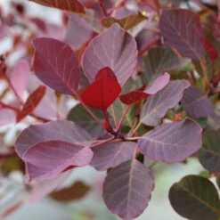 Cotinus Coggygria 'Dusky Maiden'
