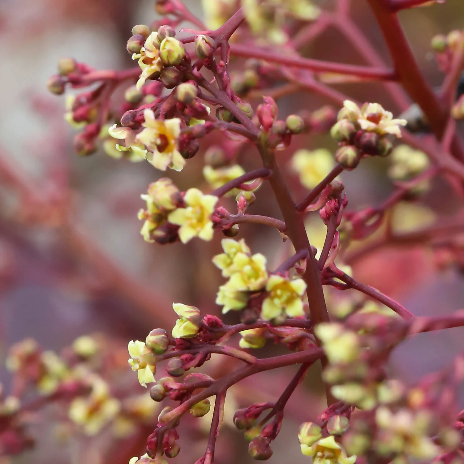Cotinus Coggygria 'Dusky Maiden' 2 Cotinus Coggygria 'Dusky Maiden' – Bild 2