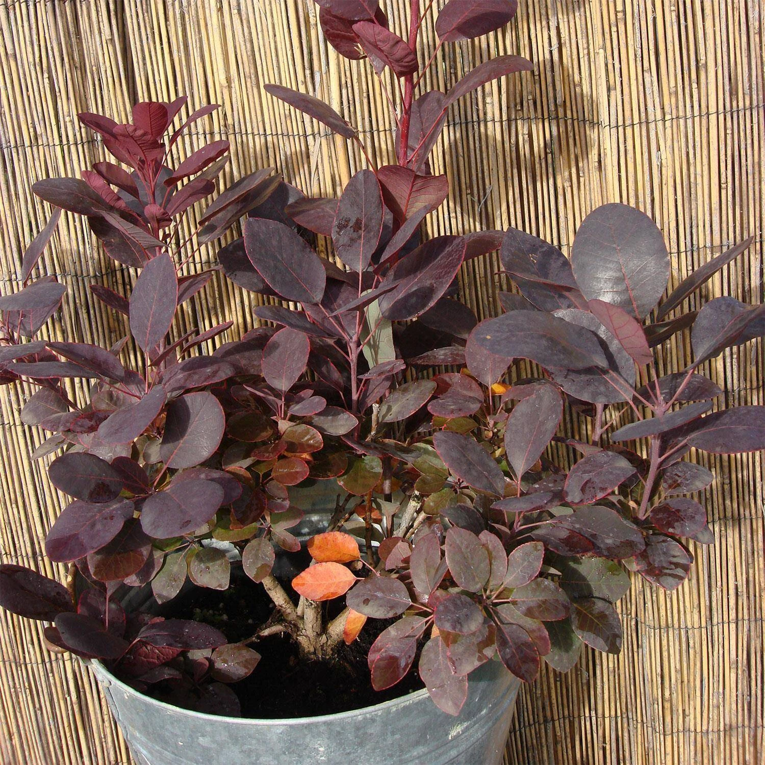 Cotinus Coggygria 'Royal Purple' 1 Cotinus Coggygria 'Royal Purple'