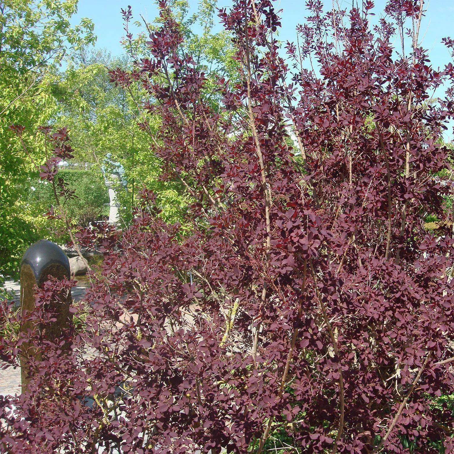 Cotinus Coggygria 'Royal Purple' 2 Cotinus Coggygria 'Royal Purple' – Bild 2