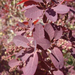 Cotinus Coggygria 'Royal Purple' 5 Cotinus Coggygria 'Royal Purple' -Seeds and Fertilizers Geschäft cotinus coggygria royal purple3