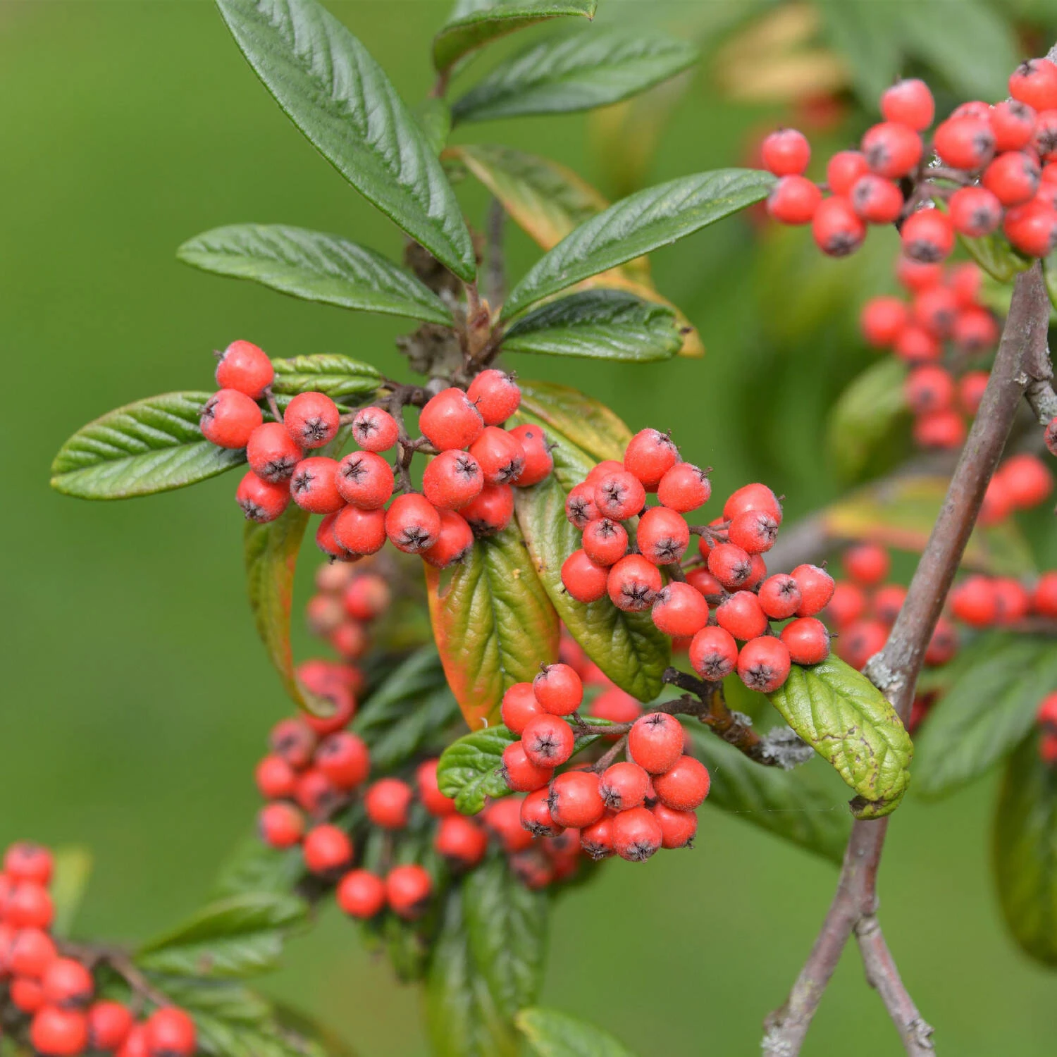 Cotoneaster Salicifolius Floccosus 2 Cotoneaster Salicifolius Floccosus – Bild 2