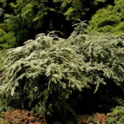 Cotoneaster Salicifolius Floccosus 7 Cotoneaster Salicifolius Floccosus -Seeds and Fertilizers Geschäft cotoneaster salicifolius floccosus4