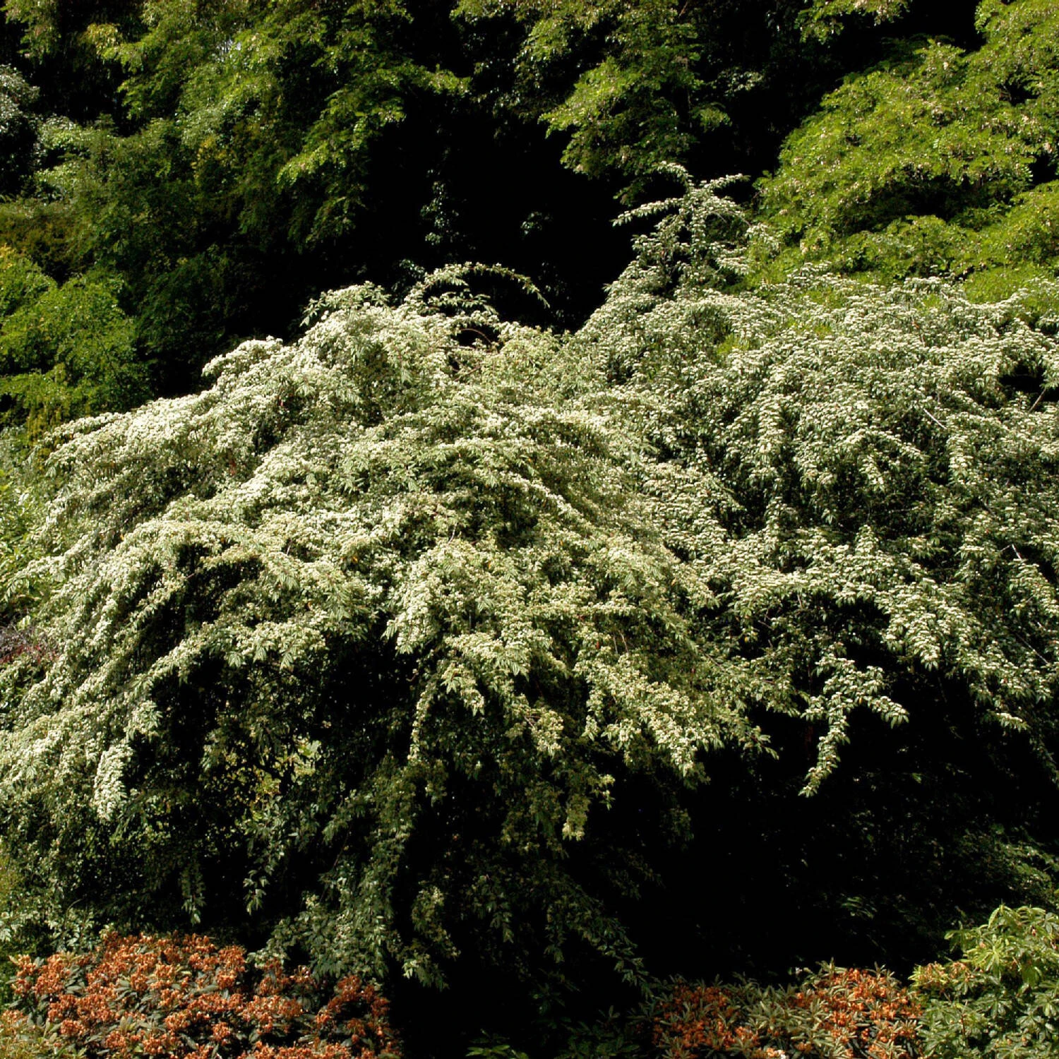 Cotoneaster Salicifolius Floccosus 4 Cotoneaster Salicifolius Floccosus – Bild 4