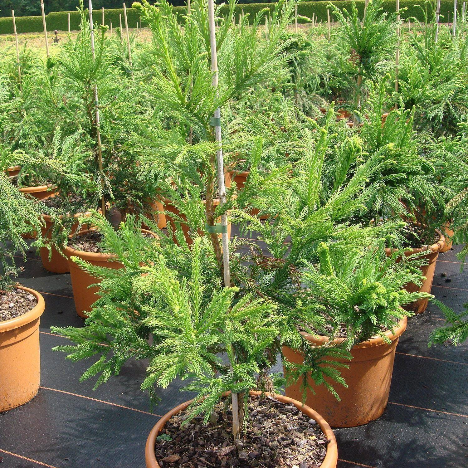 Cryptomeria Japonica 'Cristata' 1 Cryptomeria Japonica 'Cristata'