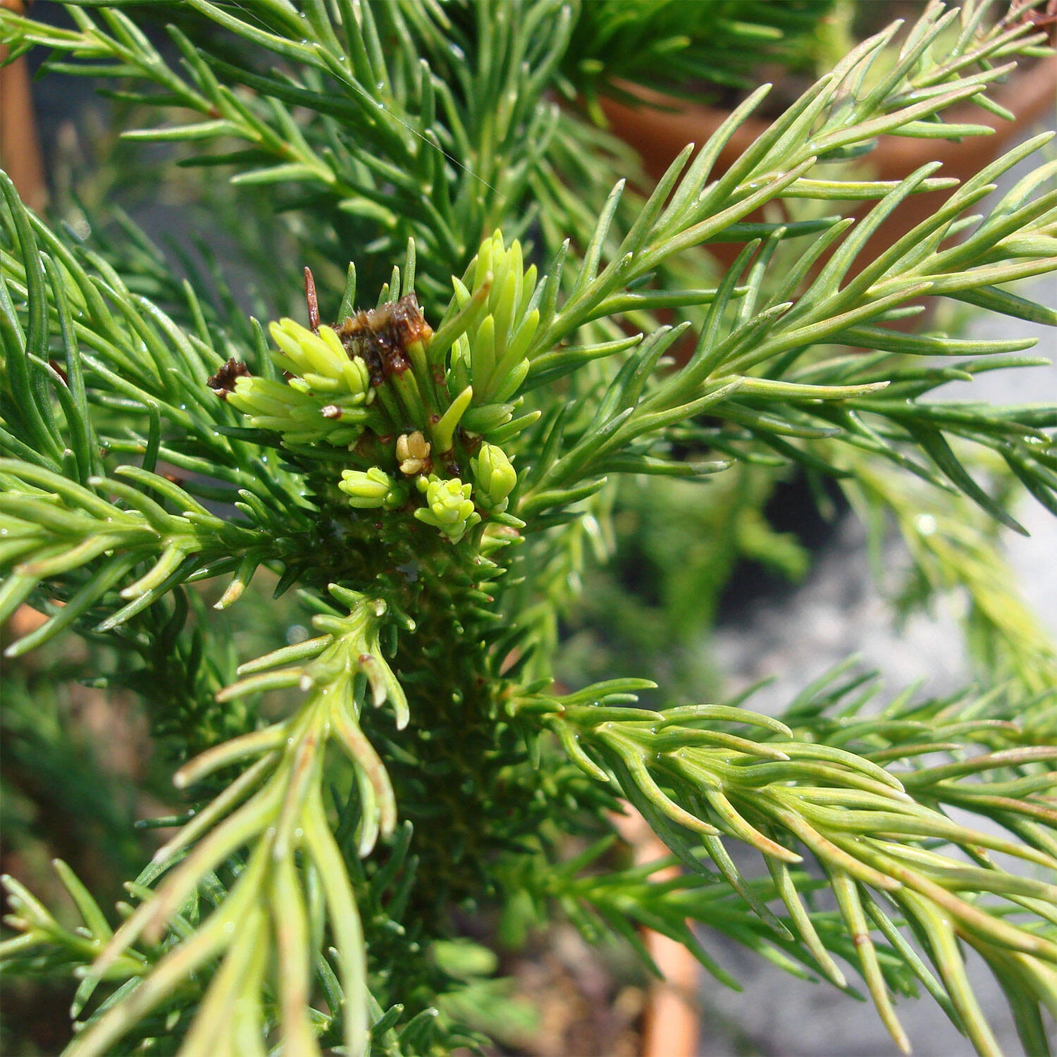 Cryptomeria Japonica 'Cristata' 2 Cryptomeria Japonica 'Cristata' – Bild 2