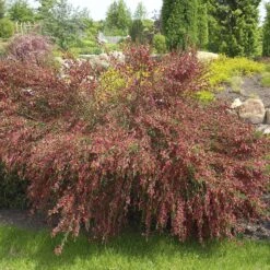 Cytisus Scoparius 'Red Wings'