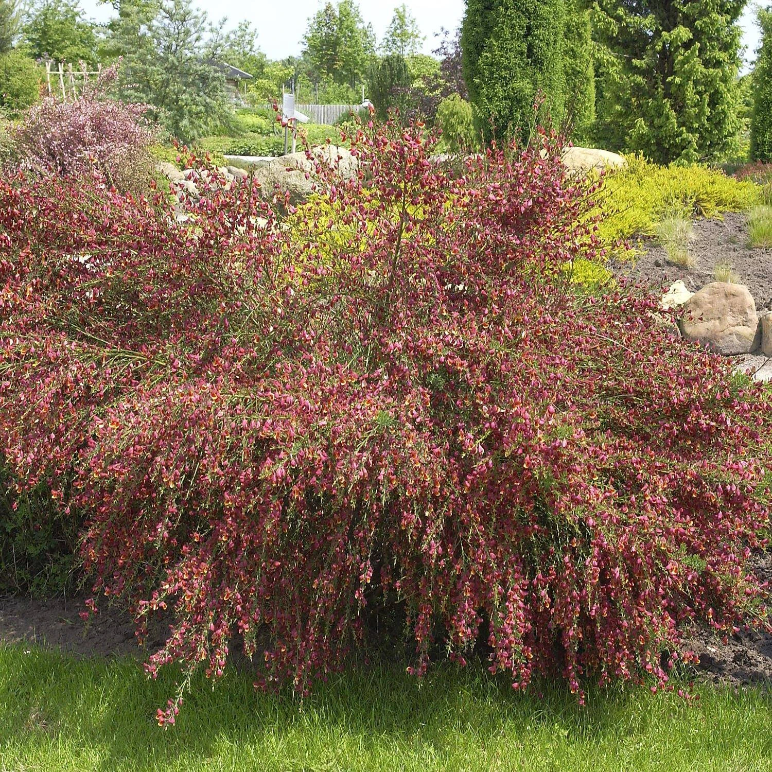 Cytisus Scoparius 'Red Wings' 1 Cytisus Scoparius 'Red Wings'
