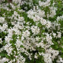 Deutzia Rosea 'Yuki Cherry Blossom'