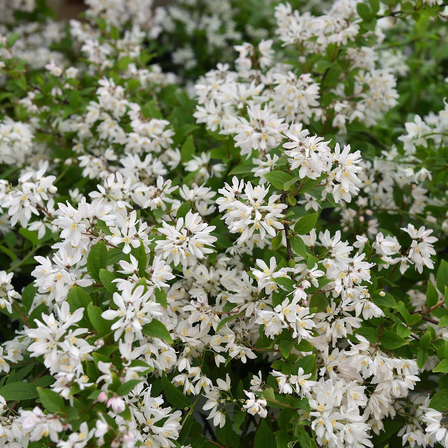 Deutzia Rosea 'Yuki Cherry Blossom' 1 Deutzia Rosea 'Yuki Cherry Blossom'