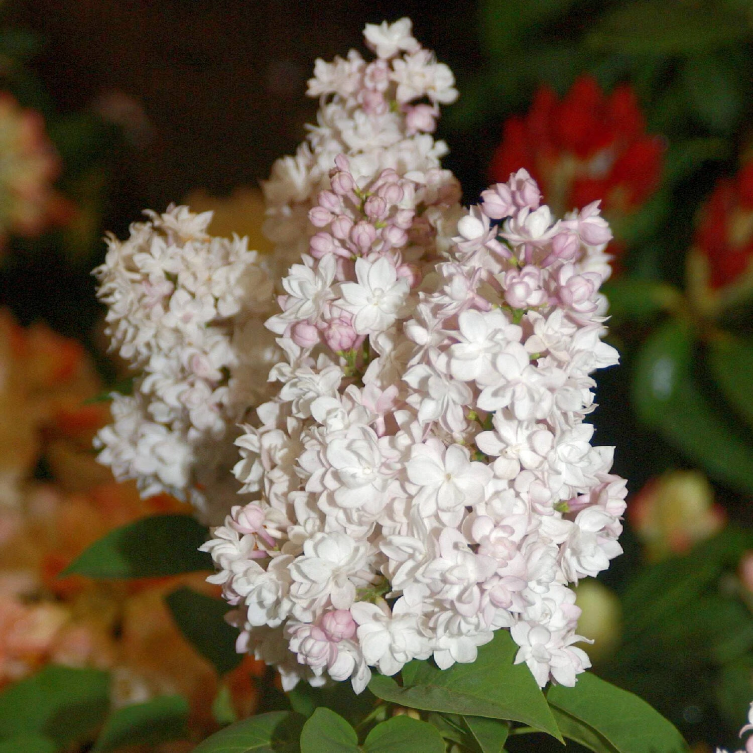 Syringa Vulg.'Beauty Of Moscow' 1 Syringa Vulg.'Beauty Of Moscow'