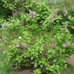 Syringa Vulg.'Katharine Havemeyer' -Seeds and Fertilizers Geschäft edel flieder katherine havemeyer flieder3