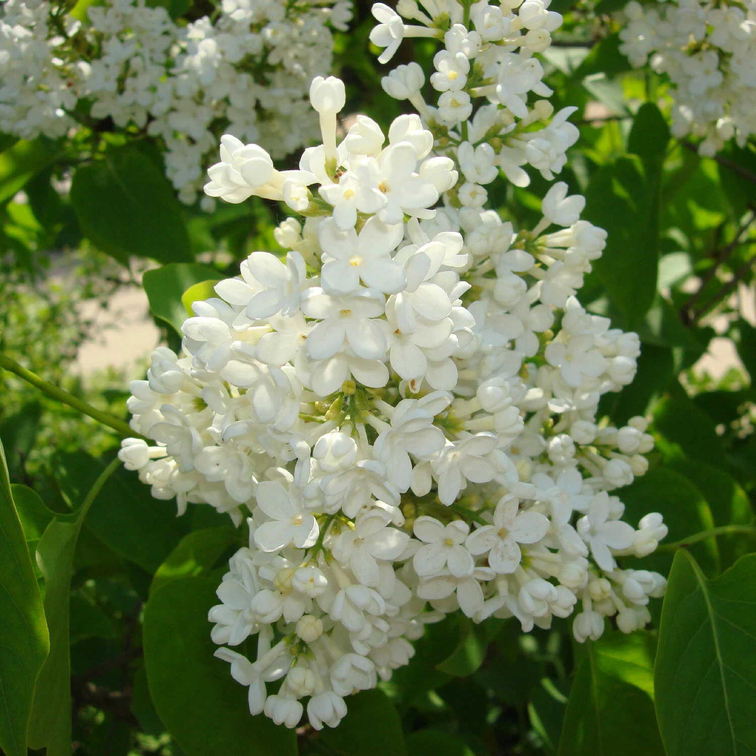 Syringa Vulg.'Mme.Florent Stepman' 1 Syringa Vulg.'Mme.Florent Stepman'