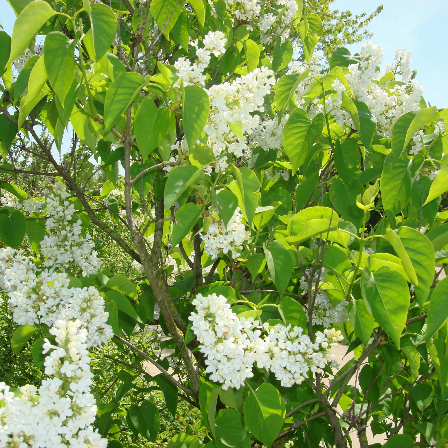 Syringa Vulg.'Mme.Florent Stepman' 2 Syringa Vulg.'Mme.Florent Stepman' – Bild 2