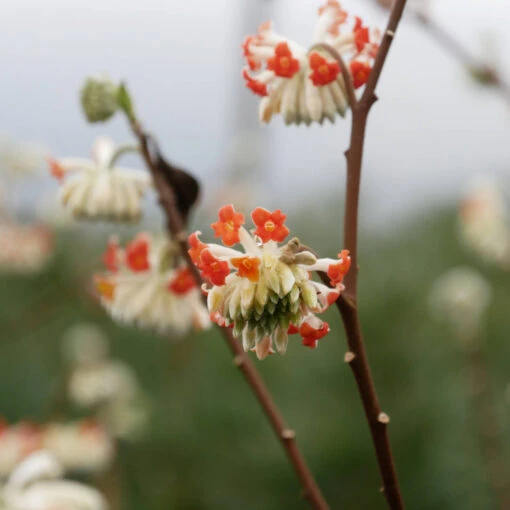 Edgeworthia Chrysantha 'Red Dragon' -Seeds and Fertilizers Geschäft edgeworthia chrysantha red dragon