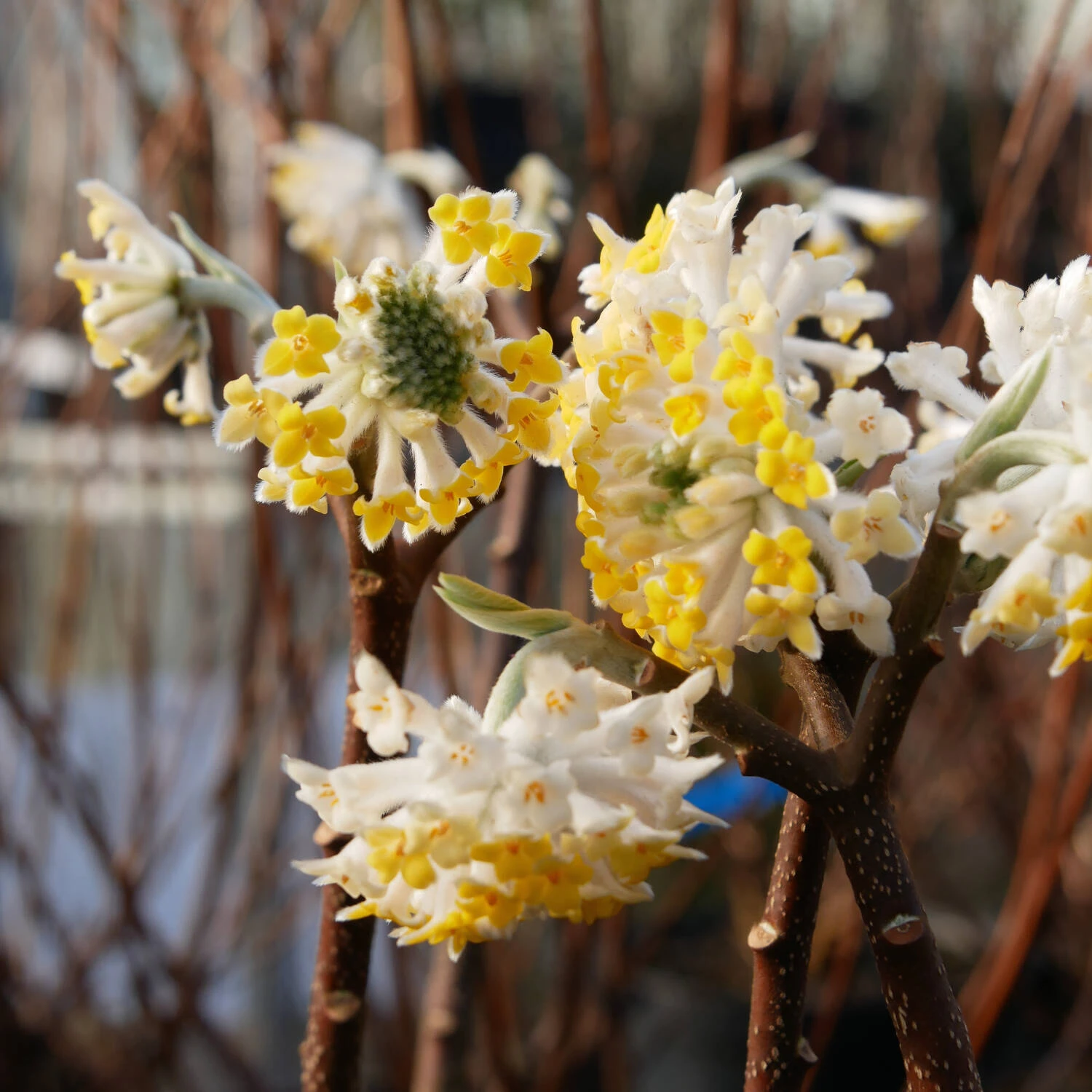 Edgeworthia Chrysantha 'Winter Liebe' 1 Edgeworthia Chrysantha 'Winter Liebe'