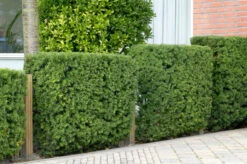 Eiben / Taxus Baccata 14 Eiben / Taxus Baccata -Seeds and Fertilizers Geschäft eiben taxus baccata 200 225cm 4