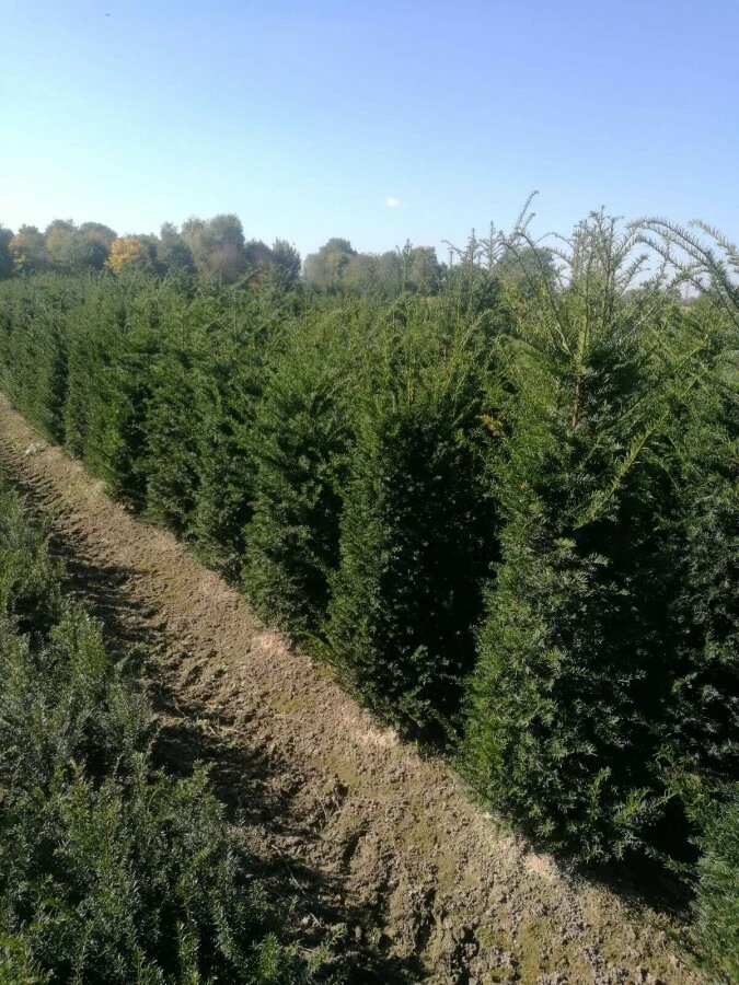 Eiben / Taxus Baccata 9 Eiben / Taxus Baccata – Bild 9