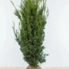 Eiben / Taxus Media Hillii