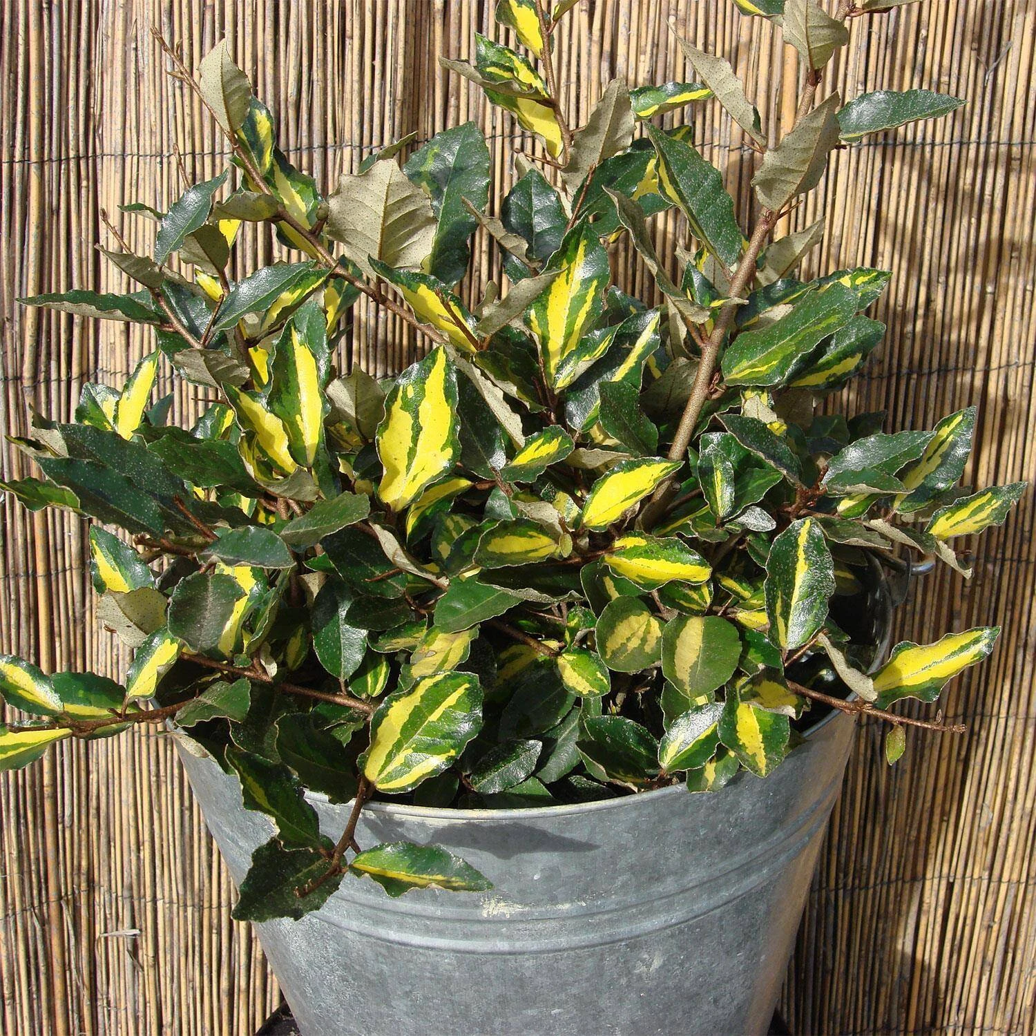 Elaeagnus Pungens 'Maculata' 1 Elaeagnus Pungens 'Maculata'