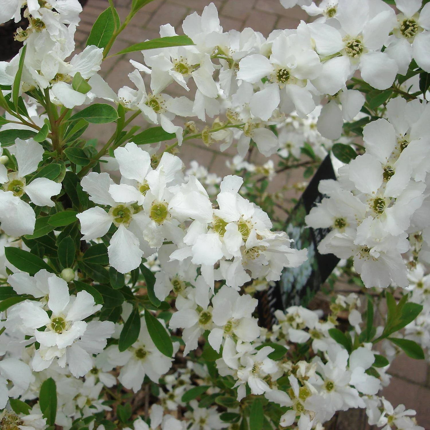 Exochorda Racemosa 'Niagara' ® 1 Exochorda Racemosa 'Niagara' ®