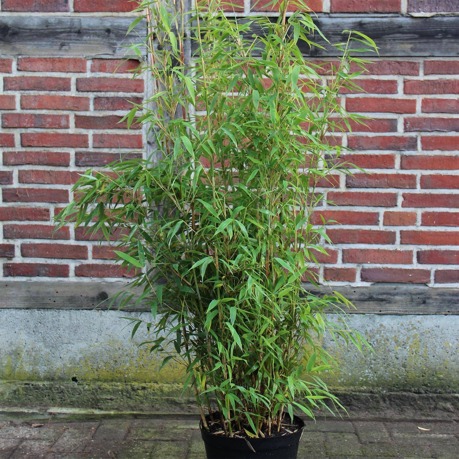 Fargesia Murielae 'Brillant' -S- 1 Fargesia Murielae 'Brillant' -S-