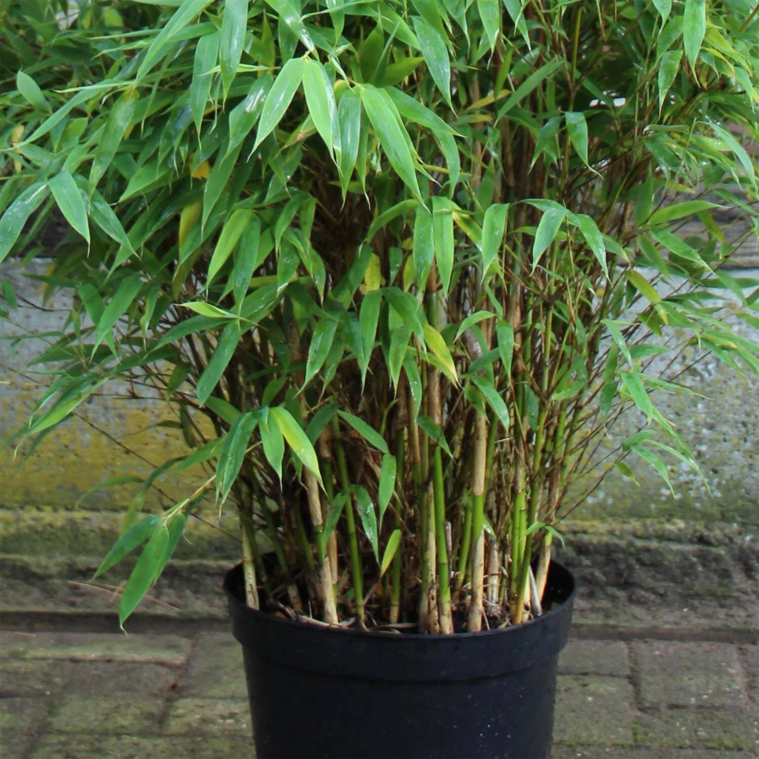 Fargesia Murielae 'Brillant' -S- 2 Fargesia Murielae 'Brillant' -S- – Bild 2