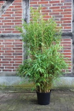 Fargesia Murielae 'Brillant' -S- 6 Fargesia Murielae 'Brillant' -S- -Seeds and Fertilizers Geschäft fargesia murielae brillant3