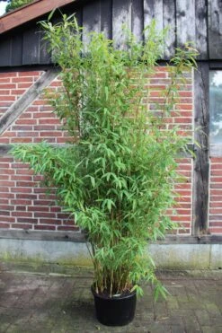 Fargesia Murielae 'Brillant' -S- 7 Fargesia Murielae 'Brillant' -S- -Seeds and Fertilizers Geschäft fargesia murielae brillant4