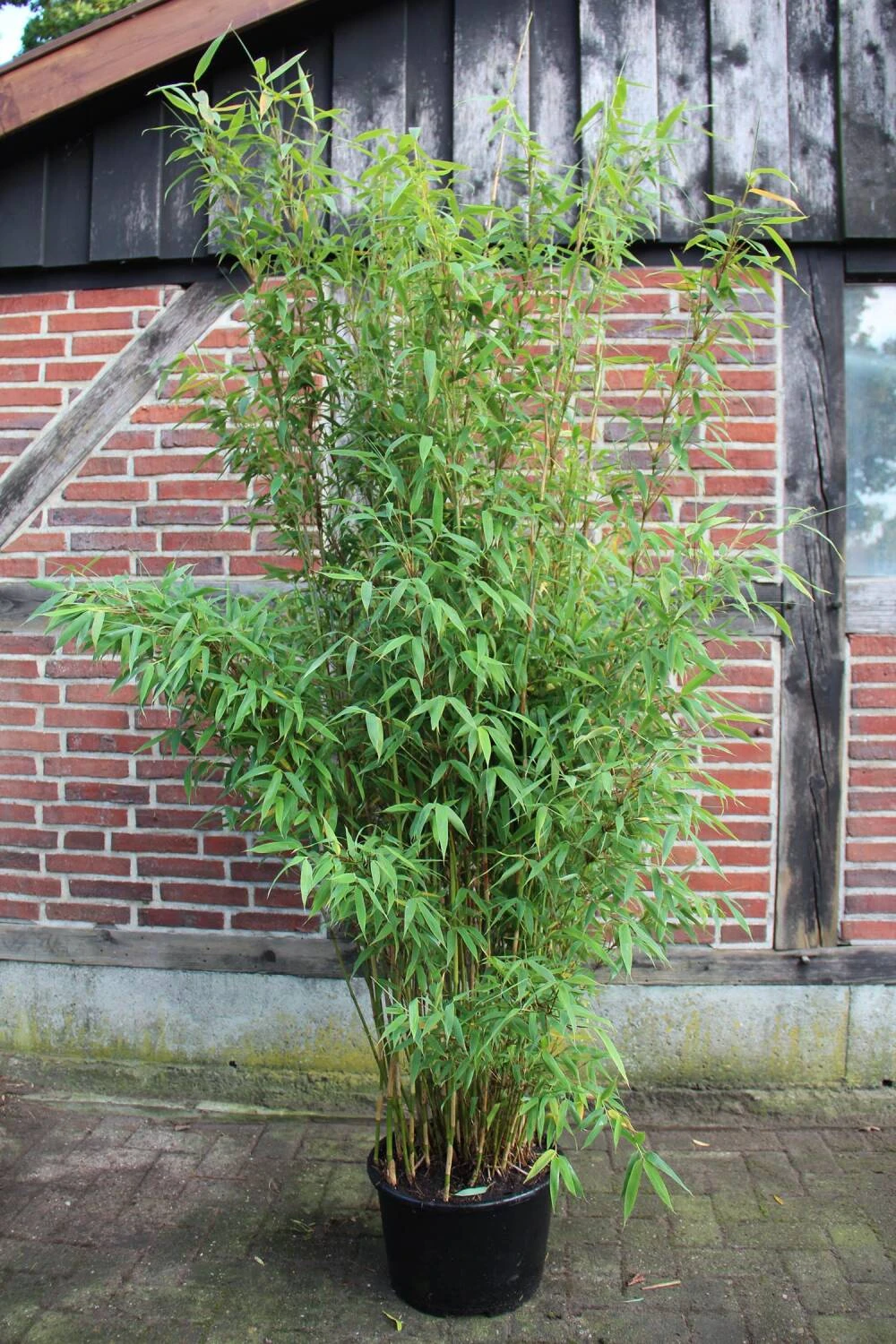 Fargesia Murielae 'Brillant' -S- 4 Fargesia Murielae 'Brillant' -S- – Bild 4