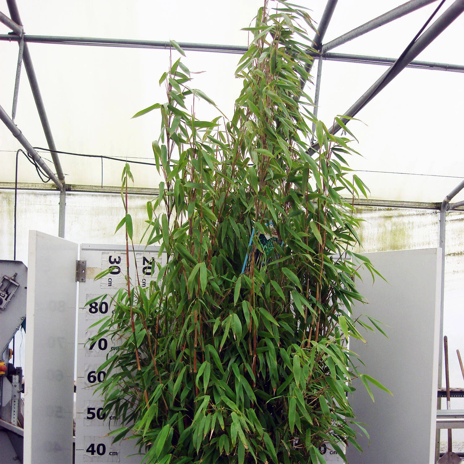 Fargesia Murielae 'Standing Stone' -S- 1 Fargesia Murielae 'Standing Stone' -S-