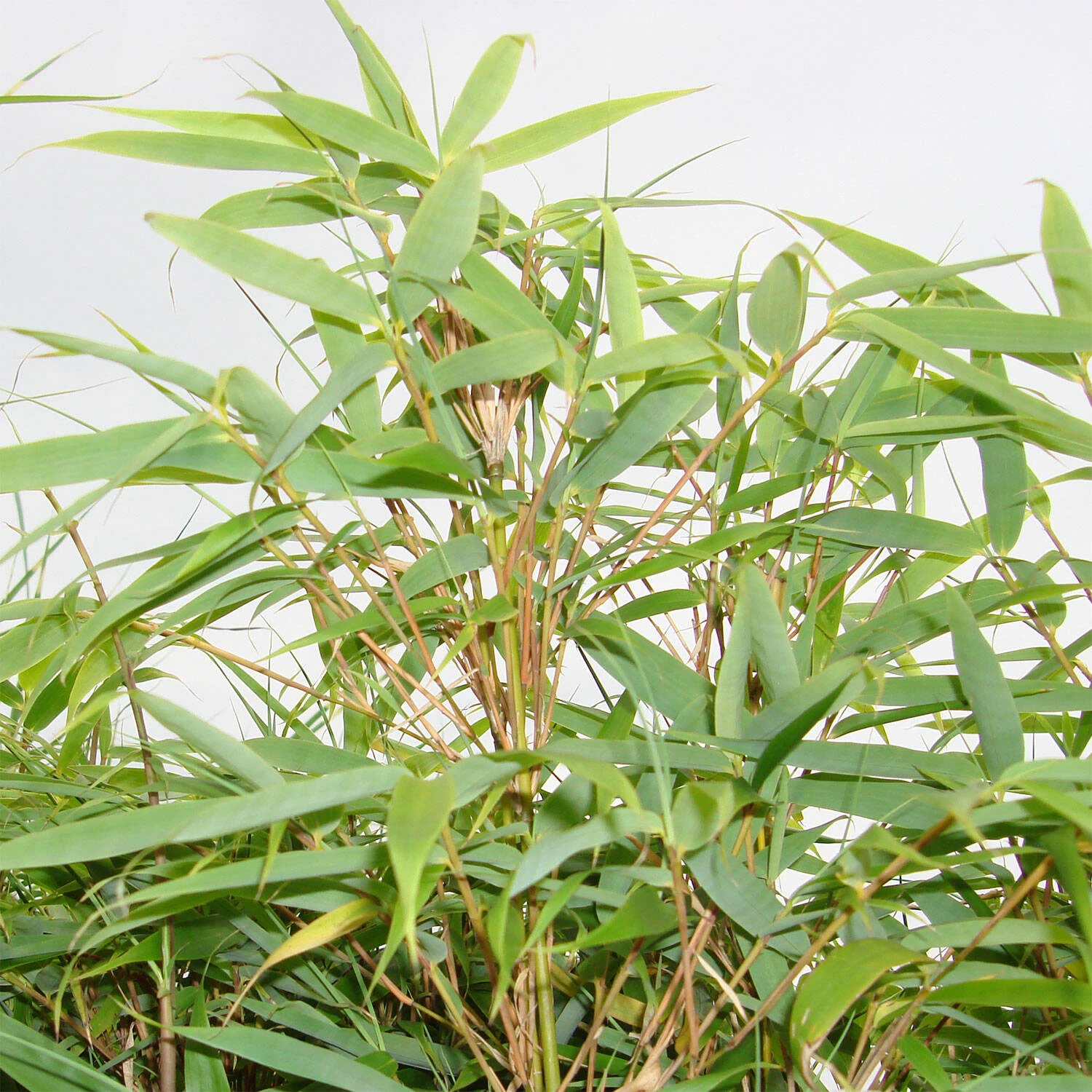 Fargesia Murielae 1 Fargesia Murielae