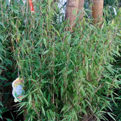 Fargesia Murieliae 'Bimbo' 8 Fargesia Murieliae 'Bimbo' -Seeds and Fertilizers Geschäft fargesia murieliae bimbo