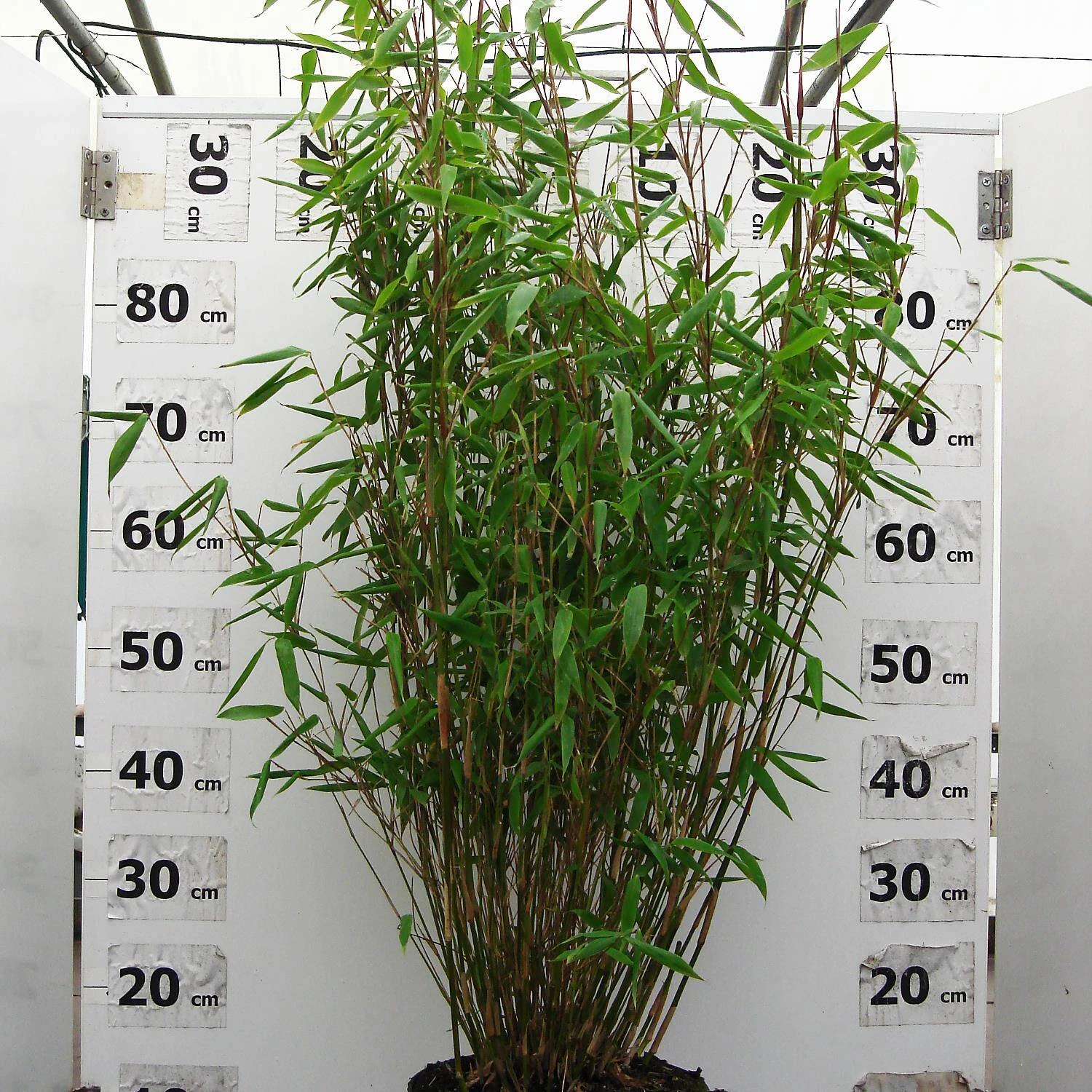 Fargesia Murieliae 'Eike' 1 Fargesia Murieliae 'Eike'