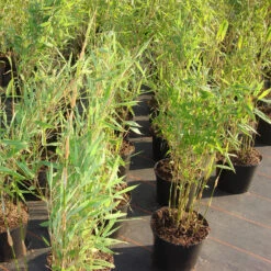 Fargesia Murieliae 'Jumbo'